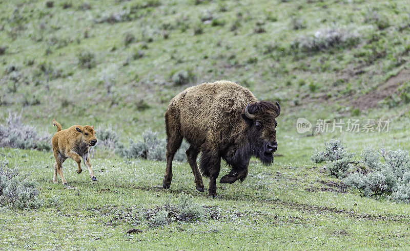 美国野牛或简称野牛(bison bison)，也通常被称为美国水牛或简称水牛，黄石国家公园，怀俄明州。母鲸和幼鲸在奔跑。